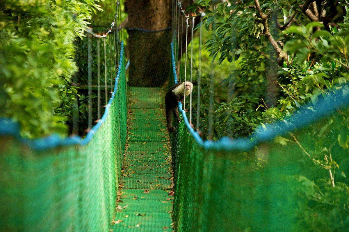 Puente colgante en la selva