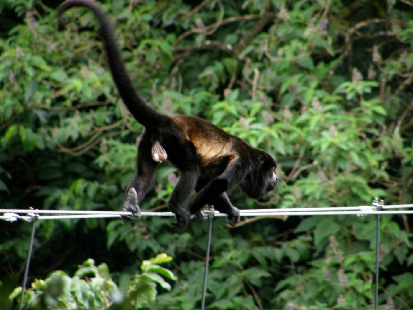 Mono congo en el canopy