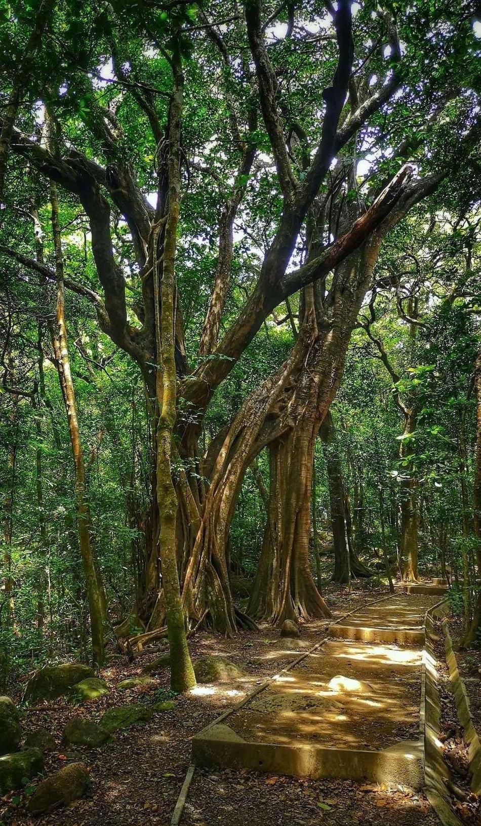 Sendero del bosque a La Cangreja
