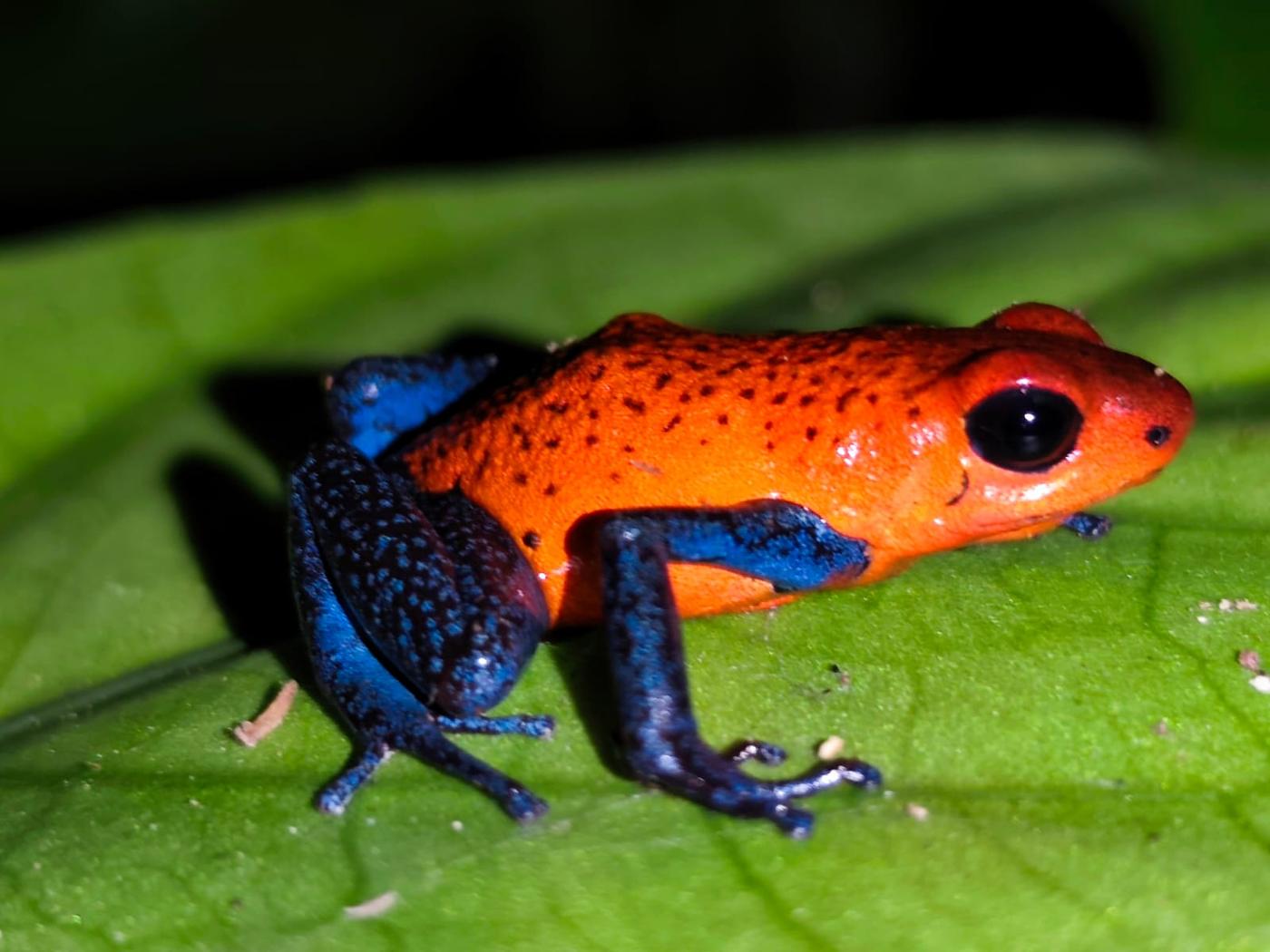 Rana tropical