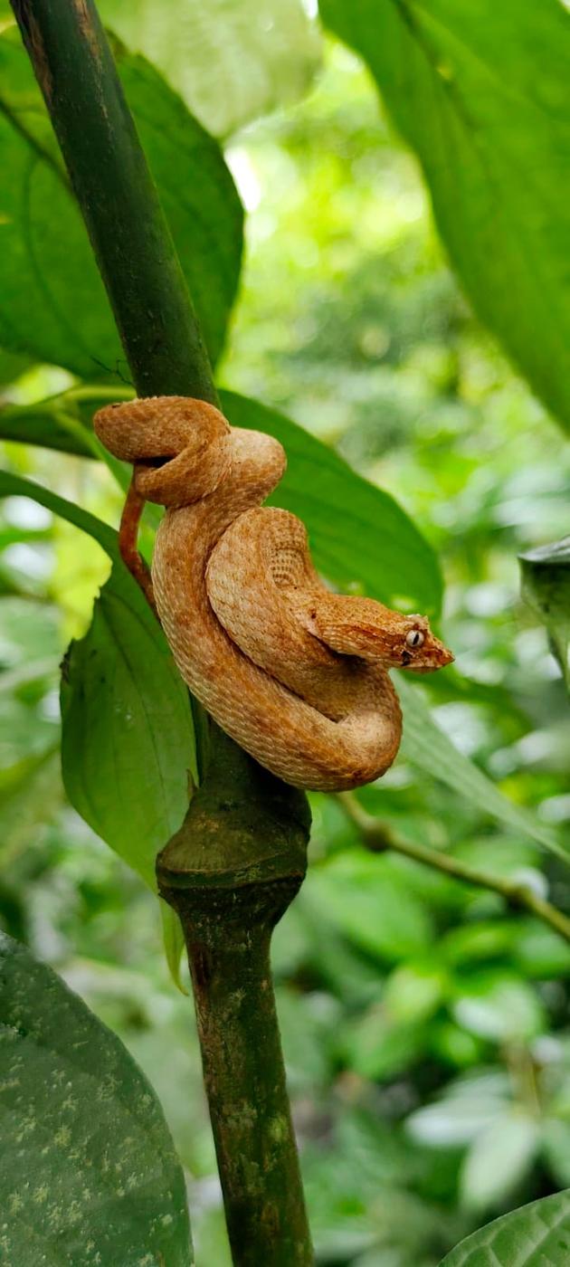 Serpiente en el rainforest