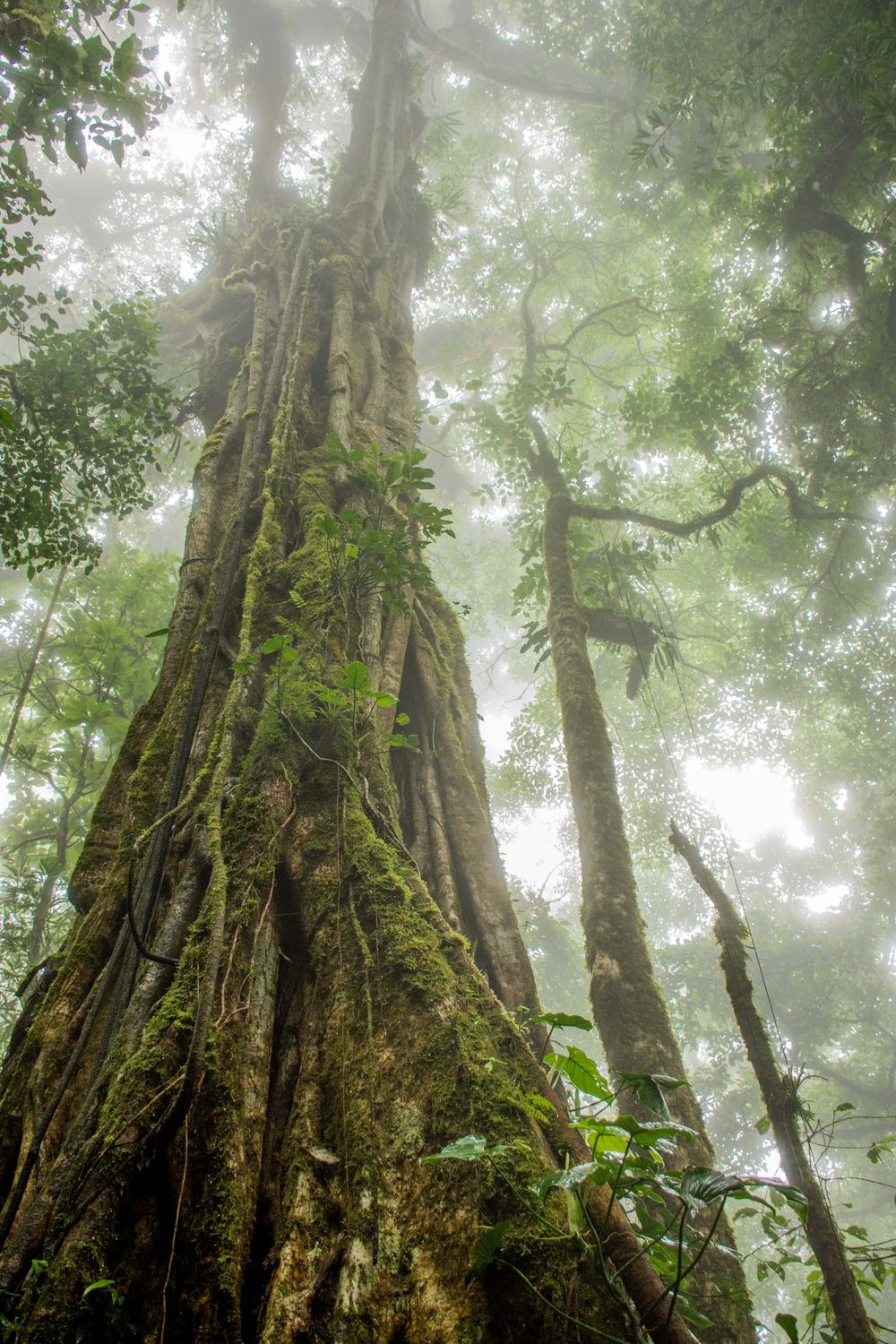 Árboles centenarios en el bosque nuboso