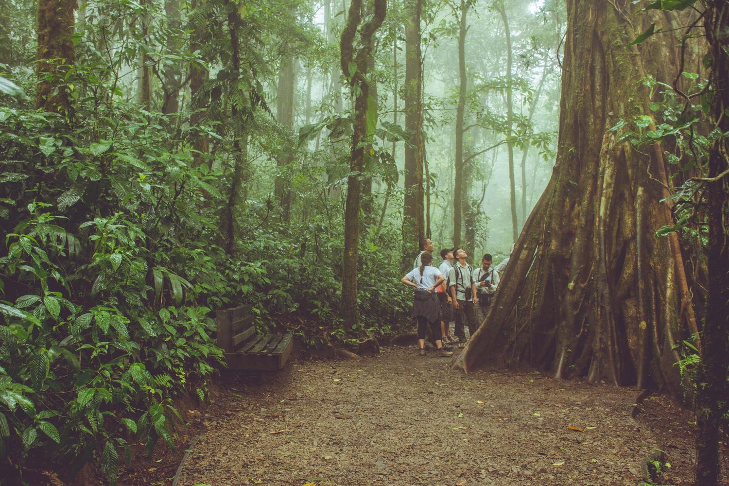 Grupo observando un árbol centenario