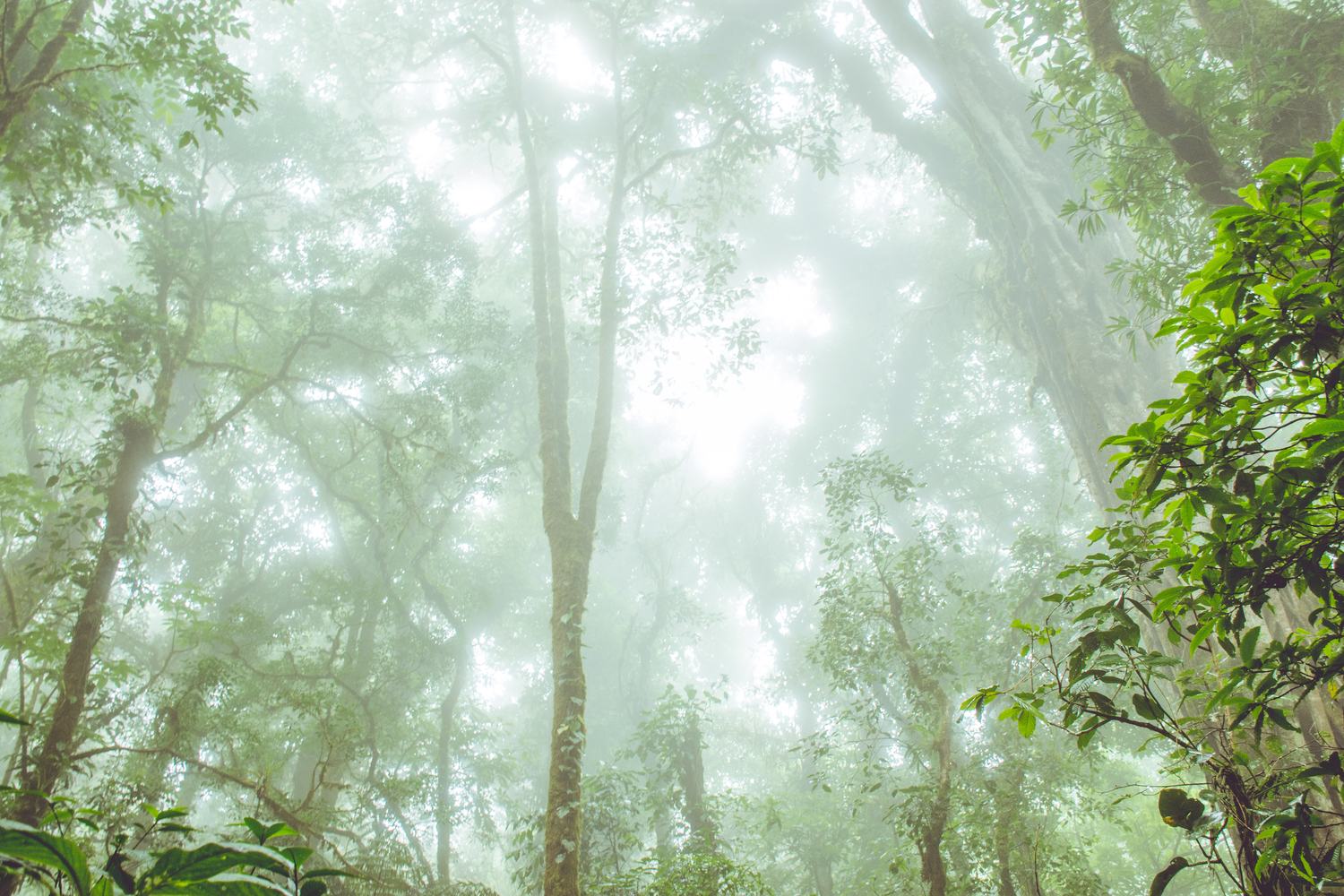 Dosel del bosque entre la niebla