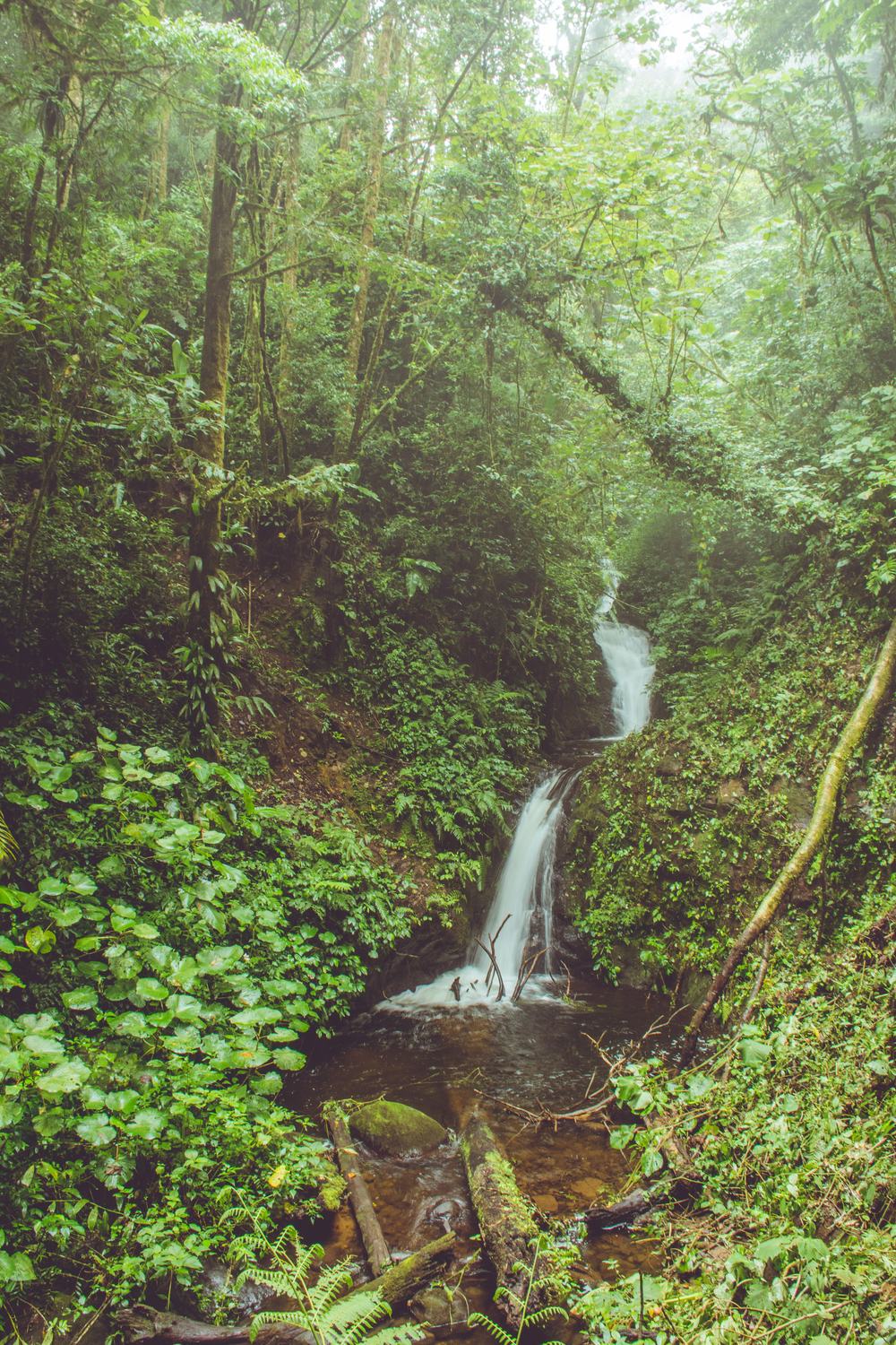 Catarata en el bosque nuboso