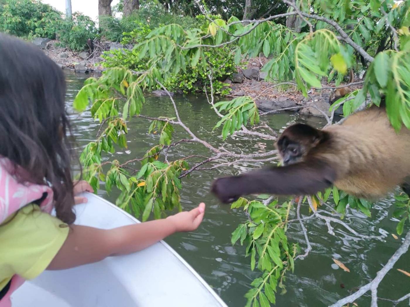 Mono en el Lago de Nicaragua