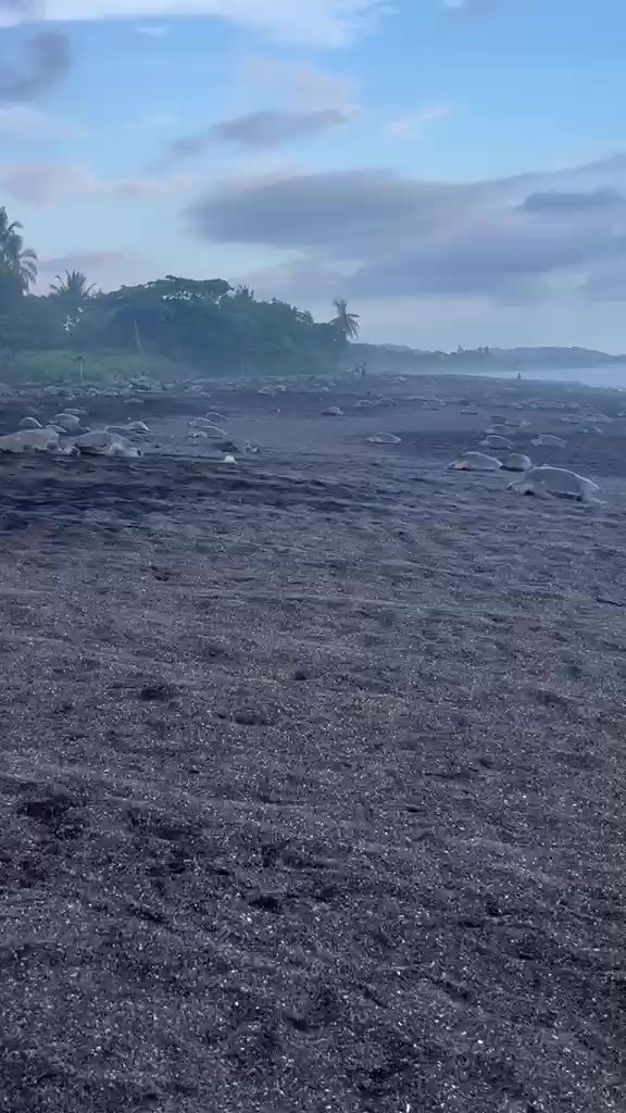 Turtles on Ostional beach