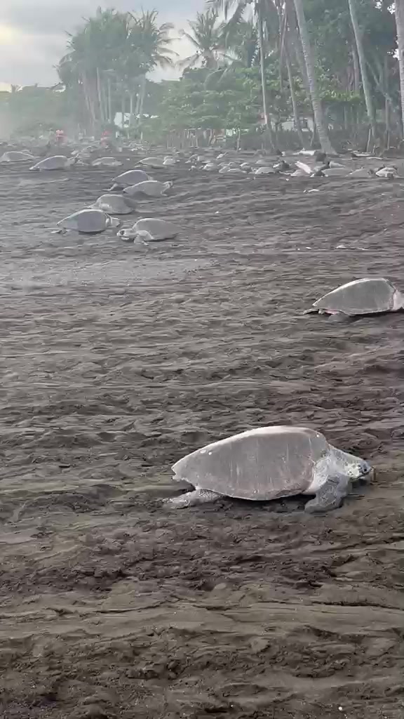 Olive ridley close-up