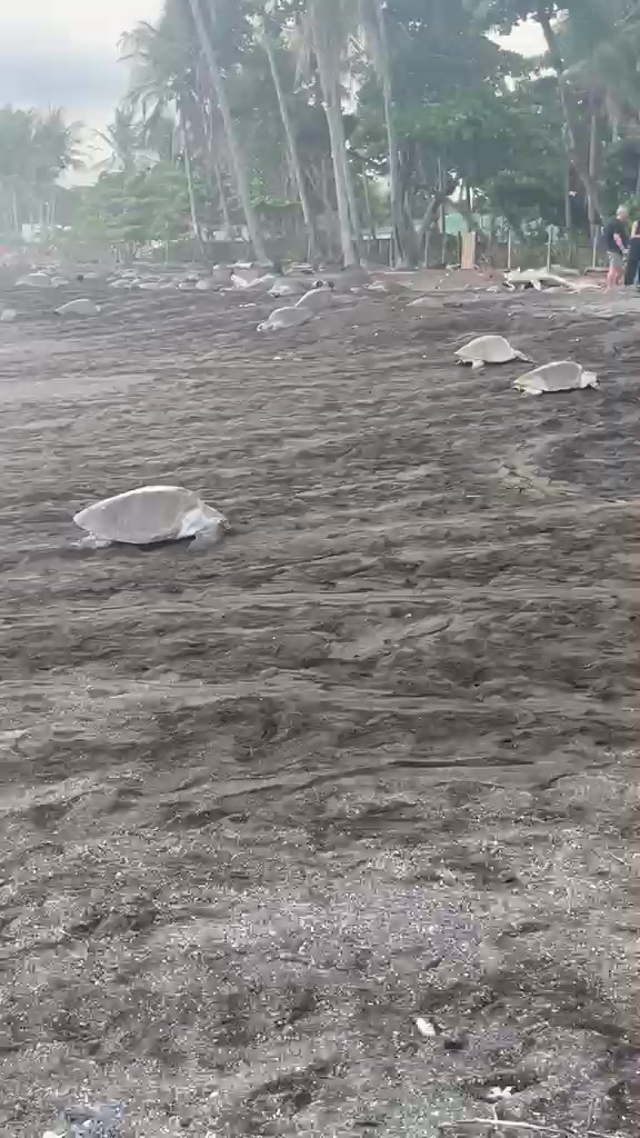 Turtles walking