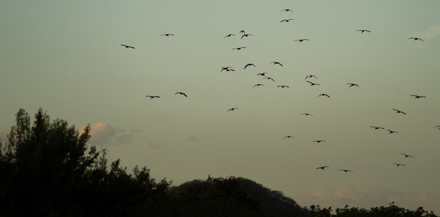 Aves migratorias al atardecer