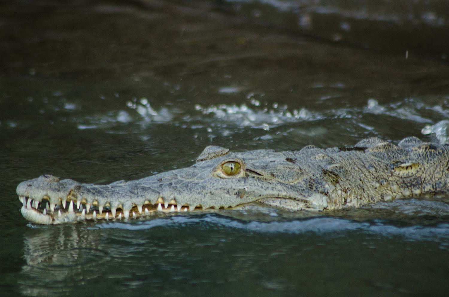 Cocodrilo en el río Tempisque