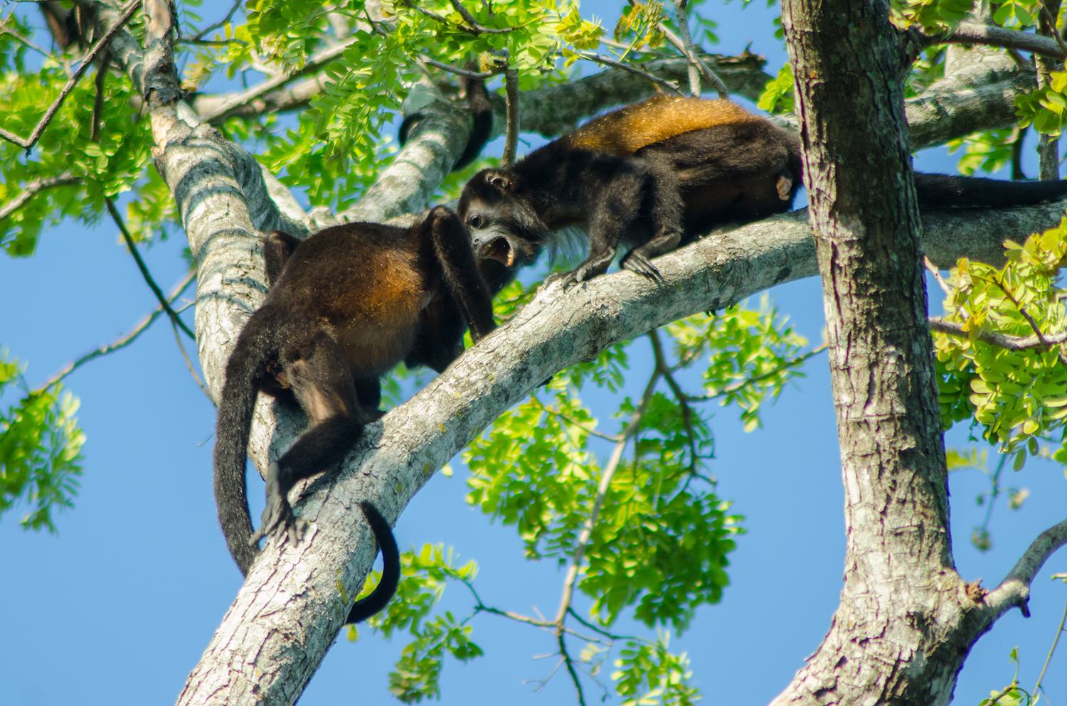 Monos aulladores