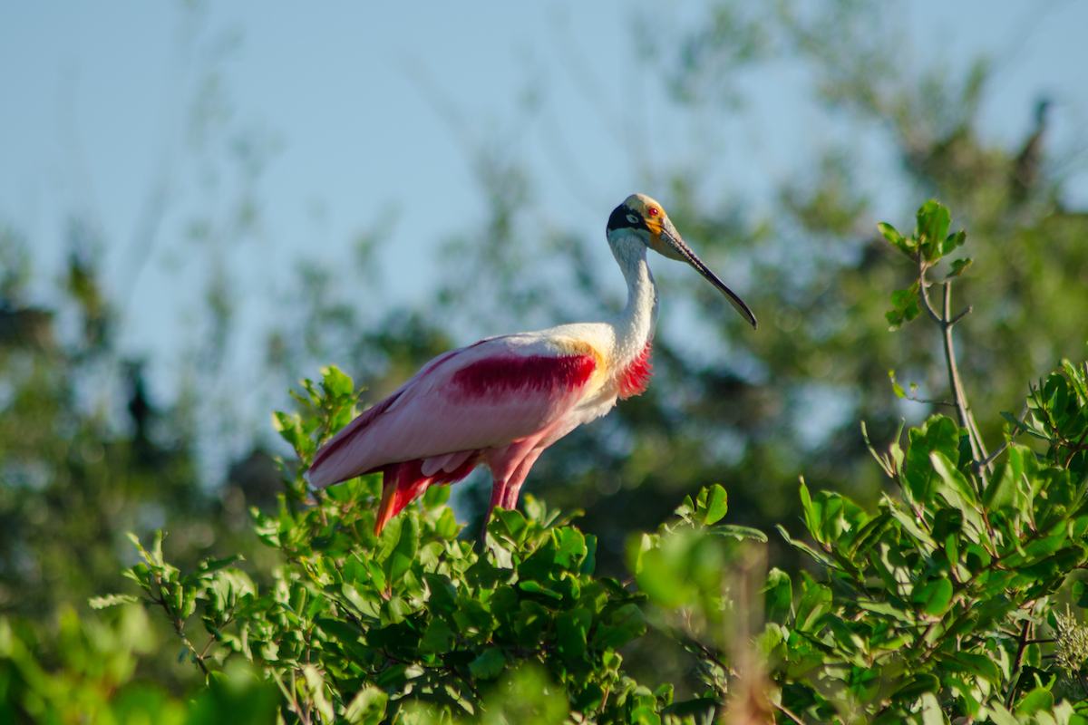 Espátula rosada en el humedal